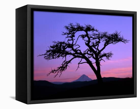 Windswept Pine Tree Framing Mount Hood at Sunset, Columbia River Gorge National Scenic Area, Oregon-Steve Terrill-Framed Premier Image Canvas