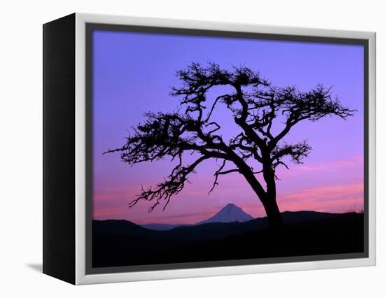 Windswept Pine Tree Framing Mount Hood at Sunset, Columbia River Gorge National Scenic Area, Oregon-Steve Terrill-Framed Premier Image Canvas