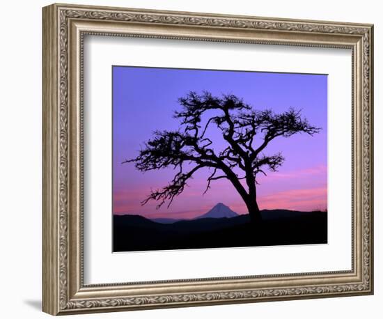 Windswept Pine Tree Framing Mount Hood at Sunset, Columbia River Gorge National Scenic Area, Oregon-Steve Terrill-Framed Photographic Print