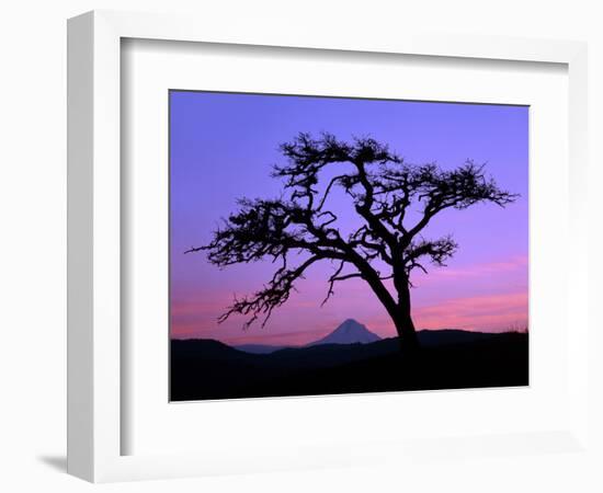 Windswept Pine Tree Framing Mount Hood at Sunset, Columbia River Gorge National Scenic Area, Oregon-Steve Terrill-Framed Photographic Print