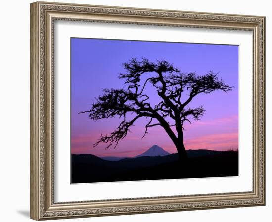 Windswept Pine Tree Framing Mount Hood at Sunset, Columbia River Gorge National Scenic Area, Oregon-Steve Terrill-Framed Photographic Print