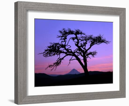 Windswept Pine Tree Framing Mount Hood at Sunset, Columbia River Gorge National Scenic Area, Oregon-Steve Terrill-Framed Photographic Print