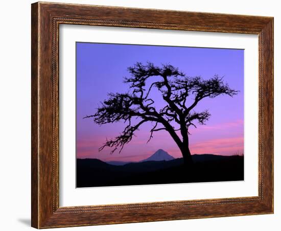 Windswept Pine Tree Framing Mount Hood at Sunset, Columbia River Gorge National Scenic Area, Oregon-Steve Terrill-Framed Photographic Print