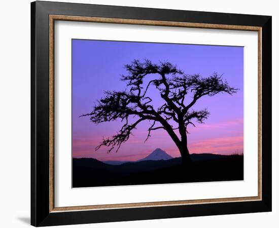 Windswept Pine Tree Framing Mount Hood at Sunset, Columbia River Gorge National Scenic Area, Oregon-Steve Terrill-Framed Photographic Print