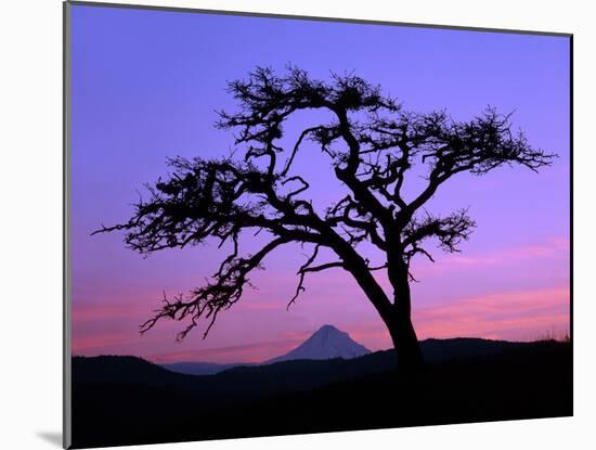 Windswept Pine Tree Framing Mount Hood at Sunset, Columbia River Gorge National Scenic Area, Oregon-Steve Terrill-Mounted Photographic Print