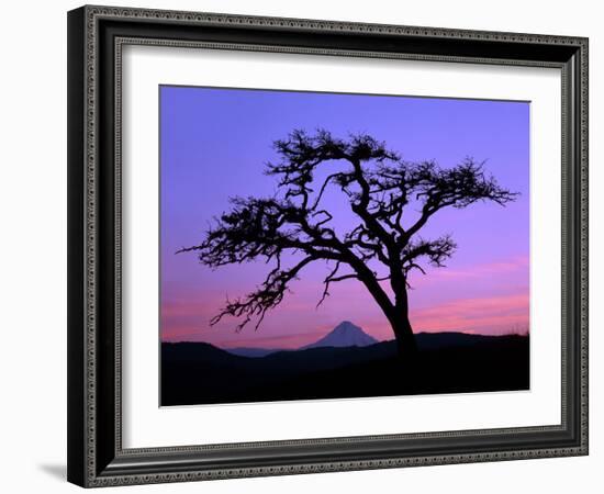 Windswept Pine Tree Framing Mount Hood at Sunset, Columbia River Gorge National Scenic Area, Oregon-Steve Terrill-Framed Photographic Print