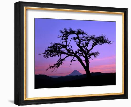 Windswept Pine Tree Framing Mount Hood at Sunset, Columbia River Gorge National Scenic Area, Oregon-Steve Terrill-Framed Photographic Print