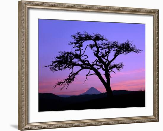 Windswept Pine Tree Framing Mount Hood at Sunset, Columbia River Gorge National Scenic Area, Oregon-Steve Terrill-Framed Photographic Print