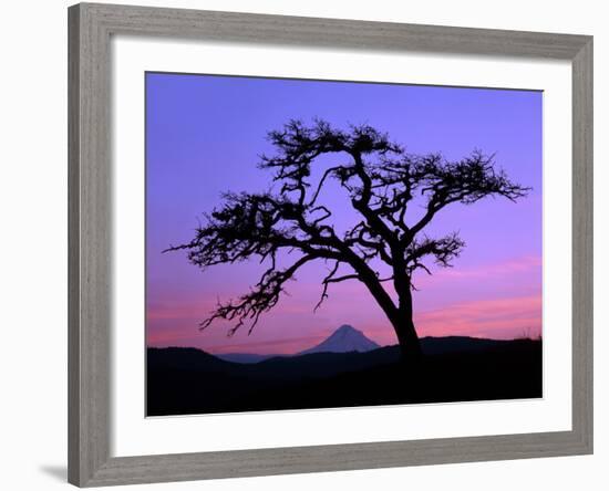 Windswept Pine Tree Framing Mount Hood at Sunset, Columbia River Gorge National Scenic Area, Oregon-Steve Terrill-Framed Photographic Print