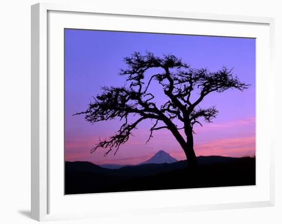 Windswept Pine Tree Framing Mount Hood at Sunset, Columbia River Gorge National Scenic Area, Oregon-Steve Terrill-Framed Photographic Print