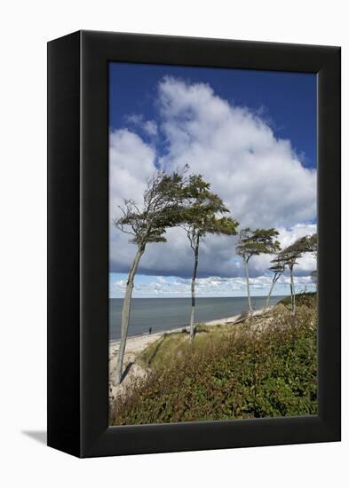 Windswept Pines on the Western Beach of the Darss Peninsula-Uwe Steffens-Framed Premier Image Canvas