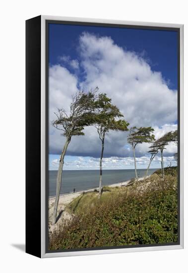 Windswept Pines on the Western Beach of the Darss Peninsula-Uwe Steffens-Framed Premier Image Canvas