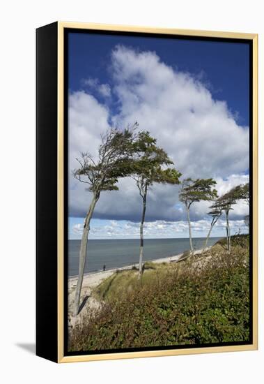 Windswept Pines on the Western Beach of the Darss Peninsula-Uwe Steffens-Framed Premier Image Canvas