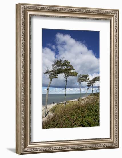 Windswept Pines on the Western Beach of the Darss Peninsula-Uwe Steffens-Framed Photographic Print