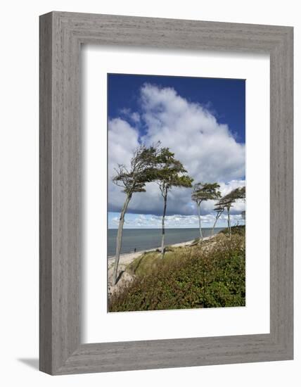 Windswept Pines on the Western Beach of the Darss Peninsula-Uwe Steffens-Framed Photographic Print