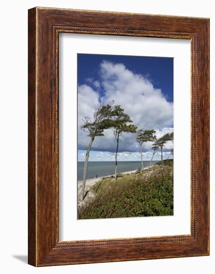 Windswept Pines on the Western Beach of the Darss Peninsula-Uwe Steffens-Framed Photographic Print