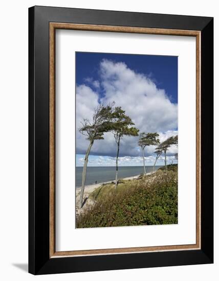 Windswept Pines on the Western Beach of the Darss Peninsula-Uwe Steffens-Framed Photographic Print