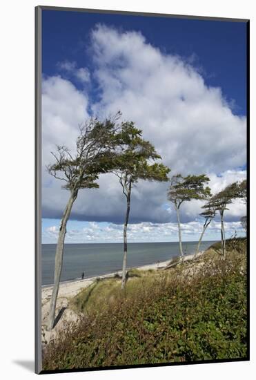 Windswept Pines on the Western Beach of the Darss Peninsula-Uwe Steffens-Mounted Photographic Print