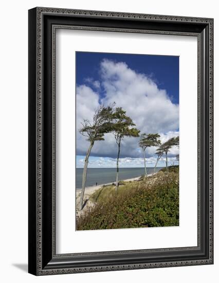 Windswept Pines on the Western Beach of the Darss Peninsula-Uwe Steffens-Framed Photographic Print