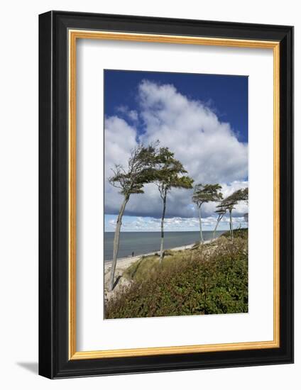 Windswept Pines on the Western Beach of the Darss Peninsula-Uwe Steffens-Framed Photographic Print