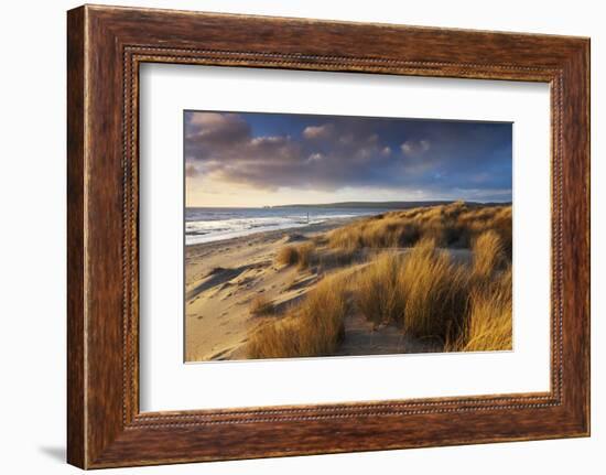 Windswept Sand Dunes on the Beach at Studland Bay, with Views Towards Old Harry Rocks, Dorset-Adam Burton-Framed Photographic Print