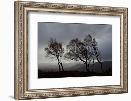 Windswept Silver Birch Trees (Betula Pendula) Silhouetted, Cairngorms Np, Scotland, UK, November-Mark Hamblin-Framed Photographic Print