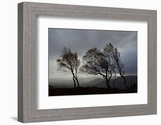 Windswept Silver Birch Trees (Betula Pendula) Silhouetted, Cairngorms Np, Scotland, UK, November-Mark Hamblin-Framed Photographic Print