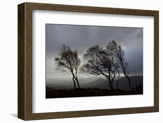 Windswept Silver Birch Trees (Betula Pendula) Silhouetted, Cairngorms Np, Scotland, UK, November-Mark Hamblin-Framed Photographic Print