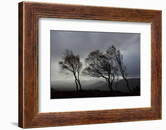 Windswept Silver Birch Trees (Betula Pendula) Silhouetted, Cairngorms Np, Scotland, UK, November-Mark Hamblin-Framed Photographic Print