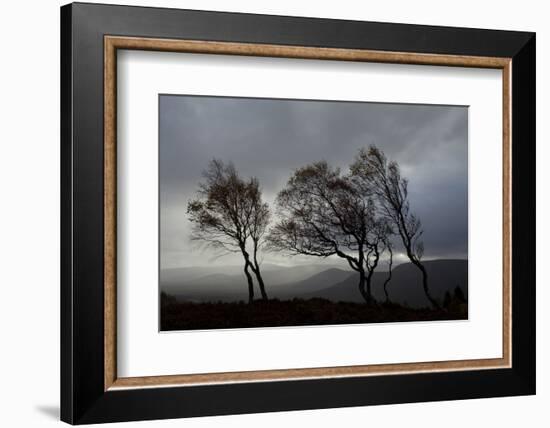 Windswept Silver Birch Trees (Betula Pendula) Silhouetted, Cairngorms Np, Scotland, UK, November-Mark Hamblin-Framed Photographic Print