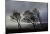 Windswept Silver Birch Trees (Betula Pendula) Silhouetted, Cairngorms Np, Scotland, UK, November-Mark Hamblin-Mounted Photographic Print