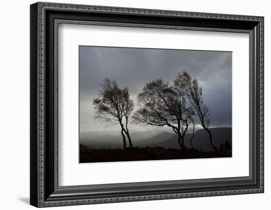 Windswept Silver Birch Trees (Betula Pendula) Silhouetted, Cairngorms Np, Scotland, UK, November-Mark Hamblin-Framed Photographic Print