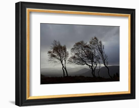 Windswept Silver Birch Trees (Betula Pendula) Silhouetted, Cairngorms Np, Scotland, UK, November-Mark Hamblin-Framed Photographic Print