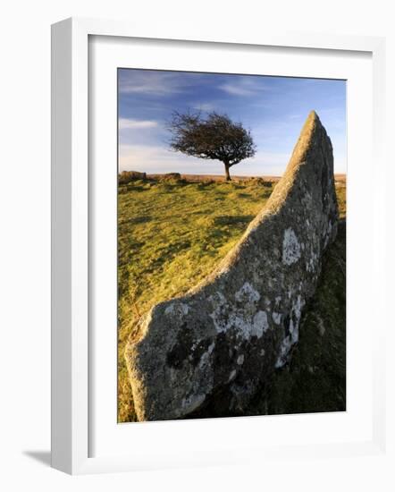 Windswept Tree with Rock in Foreground, Combestone Tor, Dartmoor, Devon, UK-Ross Hoddinott-Framed Photographic Print