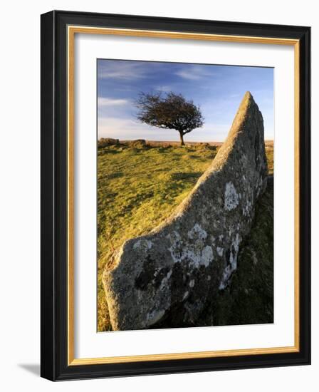 Windswept Tree with Rock in Foreground, Combestone Tor, Dartmoor, Devon, UK-Ross Hoddinott-Framed Photographic Print