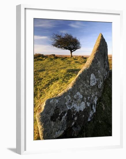 Windswept Tree with Rock in Foreground, Combestone Tor, Dartmoor, Devon, UK-Ross Hoddinott-Framed Photographic Print