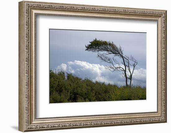 Windswept Trees, European Beech Bent from the Steady West Wind-Uwe Steffens-Framed Photographic Print