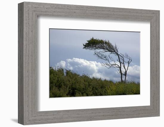 Windswept Trees, European Beech Bent from the Steady West Wind-Uwe Steffens-Framed Photographic Print