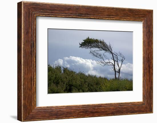 Windswept Trees, European Beech Bent from the Steady West Wind-Uwe Steffens-Framed Photographic Print