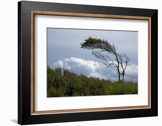 Windswept Trees, European Beech Bent from the Steady West Wind-Uwe Steffens-Framed Photographic Print