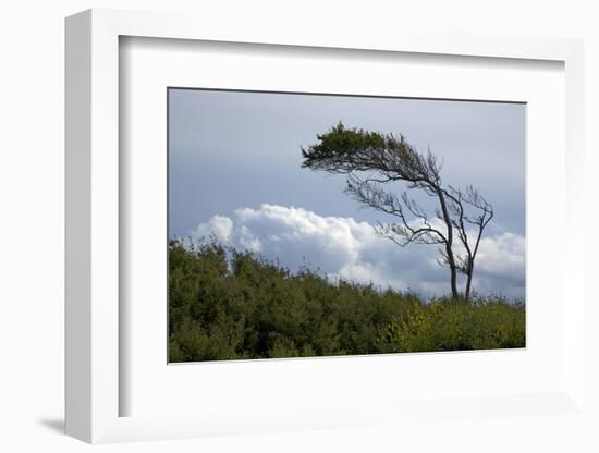 Windswept Trees, European Beech Bent from the Steady West Wind-Uwe Steffens-Framed Photographic Print