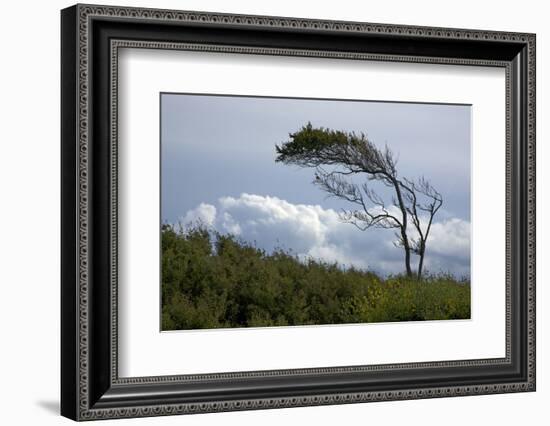 Windswept Trees, European Beech Bent from the Steady West Wind-Uwe Steffens-Framed Photographic Print