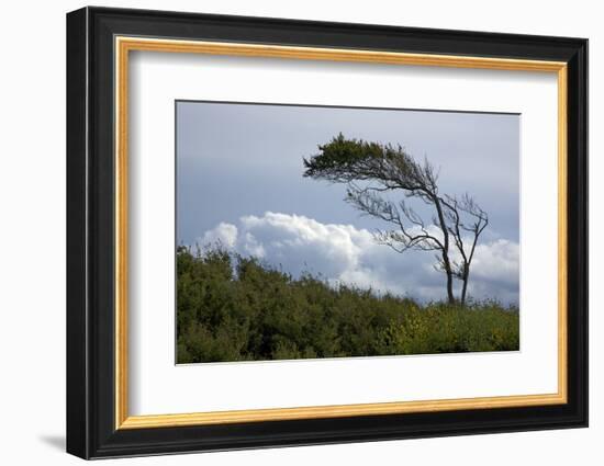 Windswept Trees, European Beech Bent from the Steady West Wind-Uwe Steffens-Framed Photographic Print