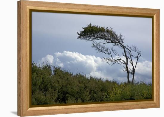 Windswept Trees, European Beech Bent from the Steady West Wind-Uwe Steffens-Framed Premier Image Canvas