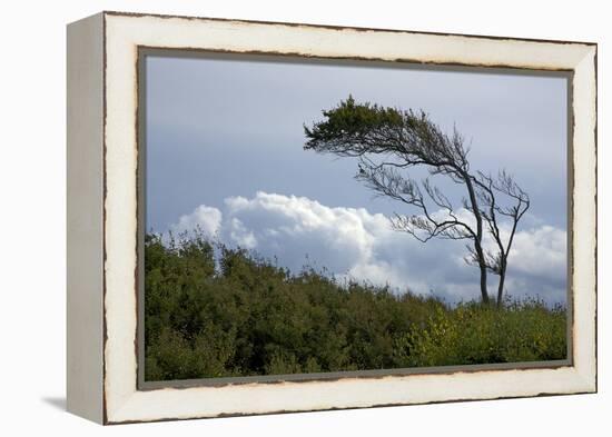 Windswept Trees, European Beech Bent from the Steady West Wind-Uwe Steffens-Framed Premier Image Canvas