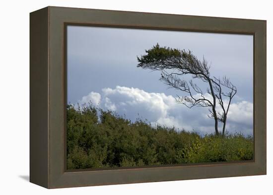 Windswept Trees, European Beech Bent from the Steady West Wind-Uwe Steffens-Framed Premier Image Canvas