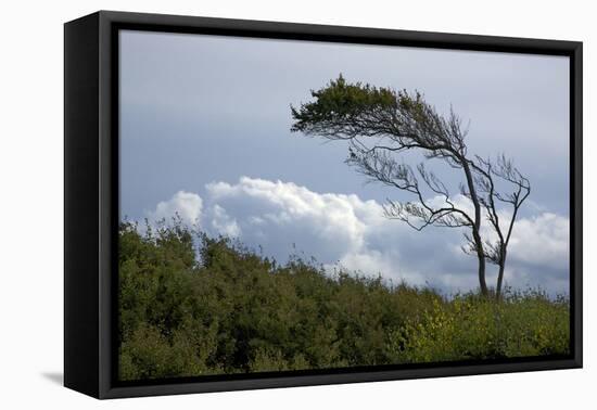 Windswept Trees, European Beech Bent from the Steady West Wind-Uwe Steffens-Framed Premier Image Canvas