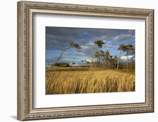 Windswept Trees in the Evening Light, Pines Bent from the Steady West Wind on the Darss Peninsula-Uwe Steffens-Framed Photographic Print