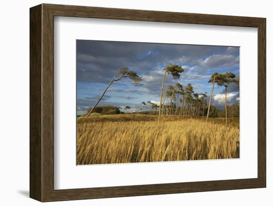 Windswept Trees in the Evening Light, Pines Bent from the Steady West Wind on the Darss Peninsula-Uwe Steffens-Framed Photographic Print