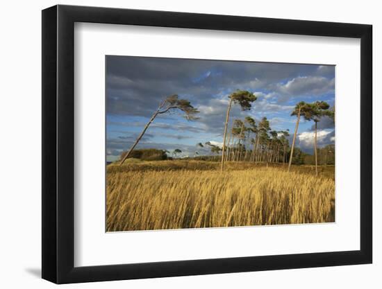 Windswept Trees in the Evening Light, Pines Bent from the Steady West Wind on the Darss Peninsula-Uwe Steffens-Framed Photographic Print